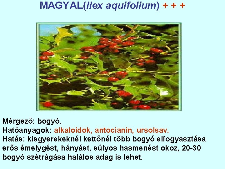 MAGYAL(Ilex aquifolium) + + + Mérgező: bogyó. Hatóanyagok: alkaloidok, antocianin, ursolsav. Hatás: kisgyerekeknél kettőnél