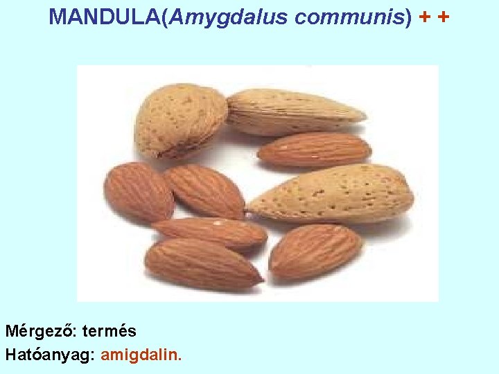 MANDULA(Amygdalus communis) + + Mérgező: termés Hatóanyag: amigdalin. 