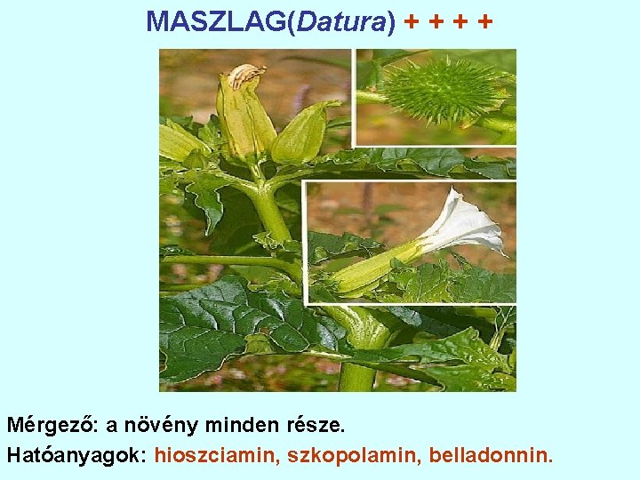 MASZLAG(Datura) + + Mérgező: a növény minden része. Hatóanyagok: hioszciamin, szkopolamin, belladonnin. 