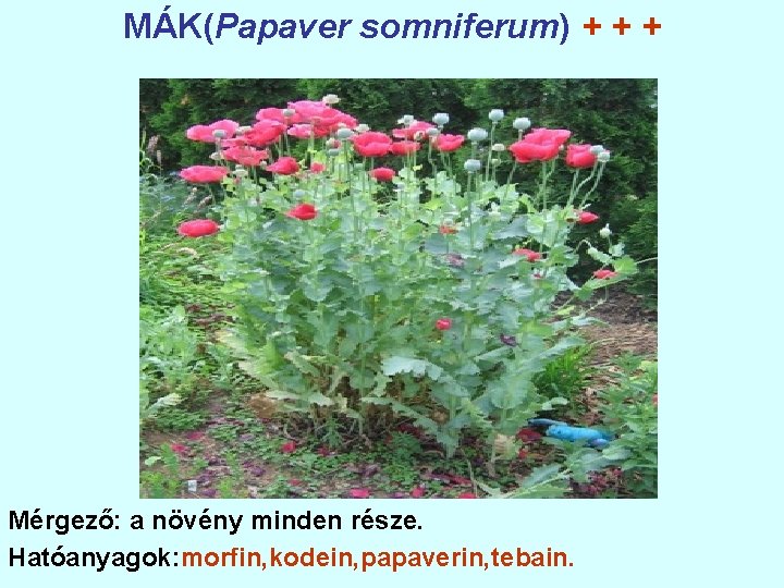 MÁK(Papaver somniferum) + + + Mérgező: a növény minden része. Hatóanyagok: morfin, kodein, papaverin,