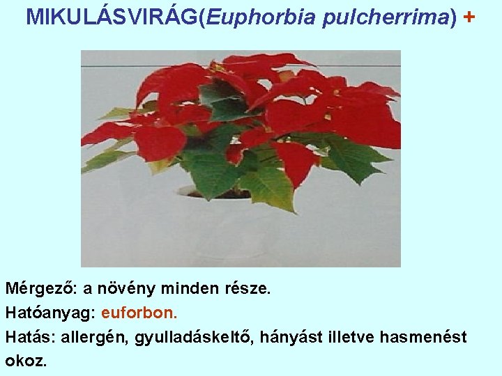 MIKULÁSVIRÁG(Euphorbia pulcherrima) + Mérgező: a növény minden része. Hatóanyag: euforbon. Hatás: allergén, gyulladáskeltő, hányást