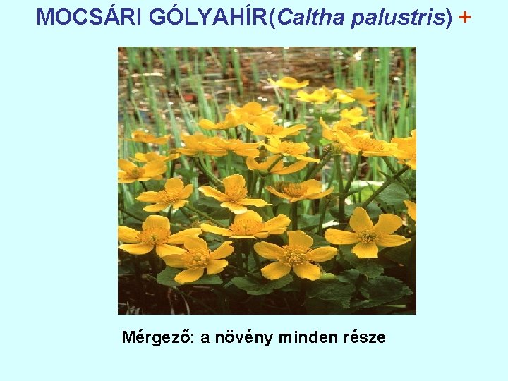 MOCSÁRI GÓLYAHÍR(Caltha palustris) + Mérgező: a növény minden része 