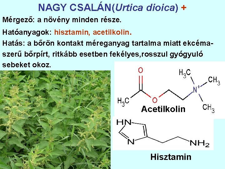 NAGY CSALÁN(Urtica dioica) + Mérgező: a növény minden része. Hatóanyagok: hisztamin, acetilkolin. Hatás: a
