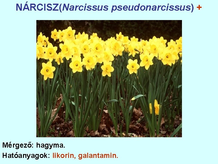 NÁRCISZ(Narcissus pseudonarcissus) + Mérgező: hagyma. Hatóanyagok: likorin, galantamin. 