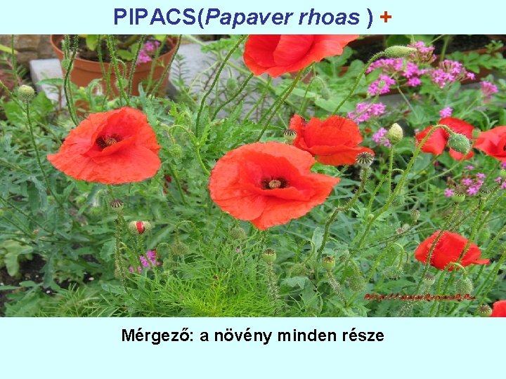 PIPACS(Papaver rhoas ) + Mérgező: a növény minden része 