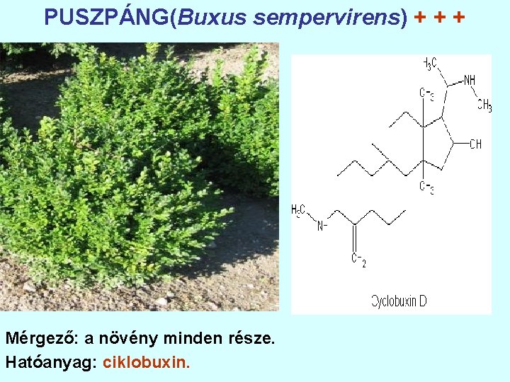 PUSZPÁNG(Buxus sempervirens) + + + Mérgező: a növény minden része. Hatóanyag: ciklobuxin. 