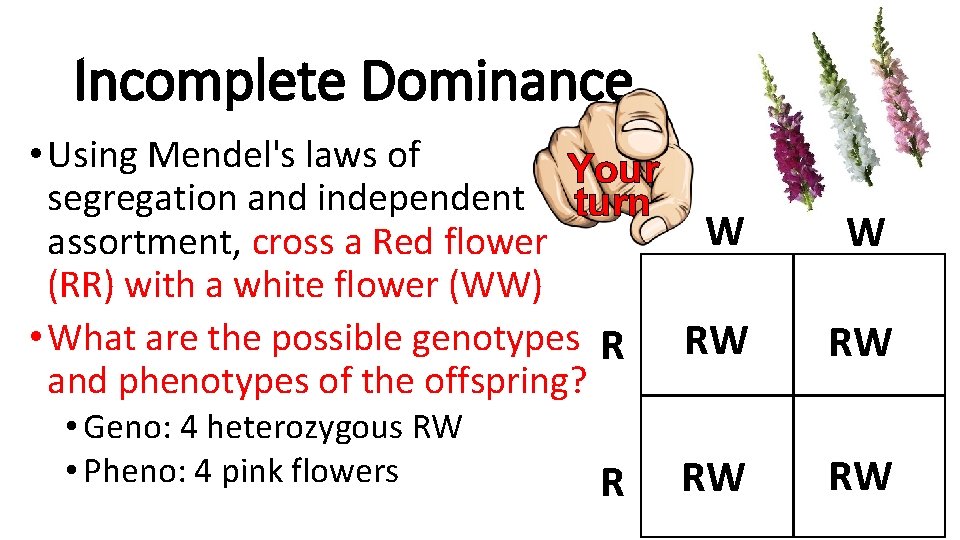 Incomplete Dominance • Using Mendel's laws of Your segregation and independent turn W assortment,