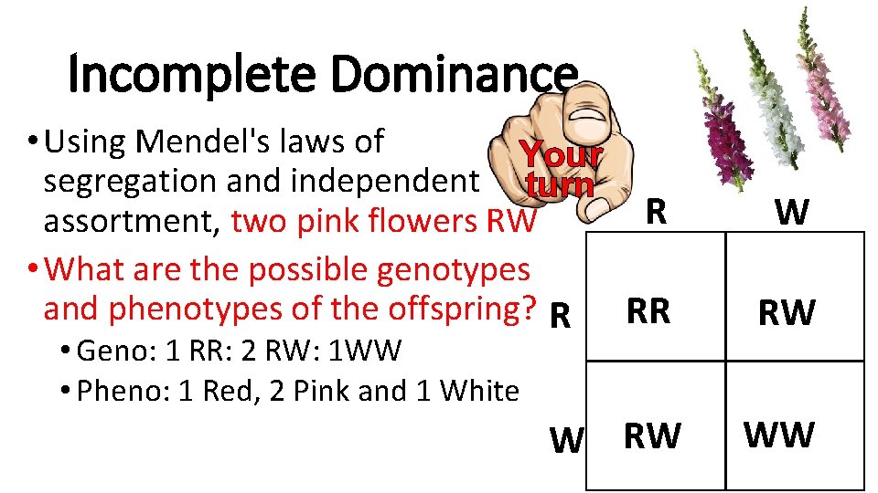 Incomplete Dominance • Using Mendel's laws of Your segregation and independent turn R assortment,
