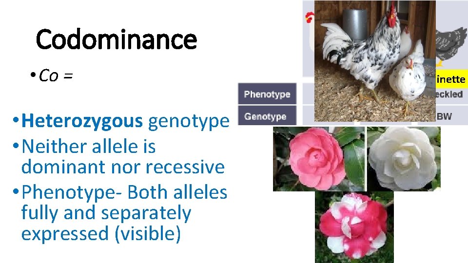 Codominance • Co = together • Heterozygous genotype • Neither allele is dominant nor