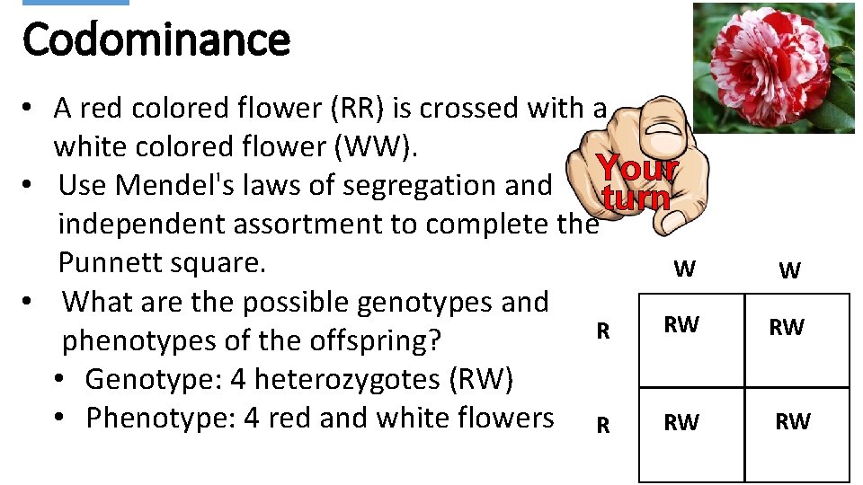Codominance • A red colored flower (RR) is crossed with a white colored flower
