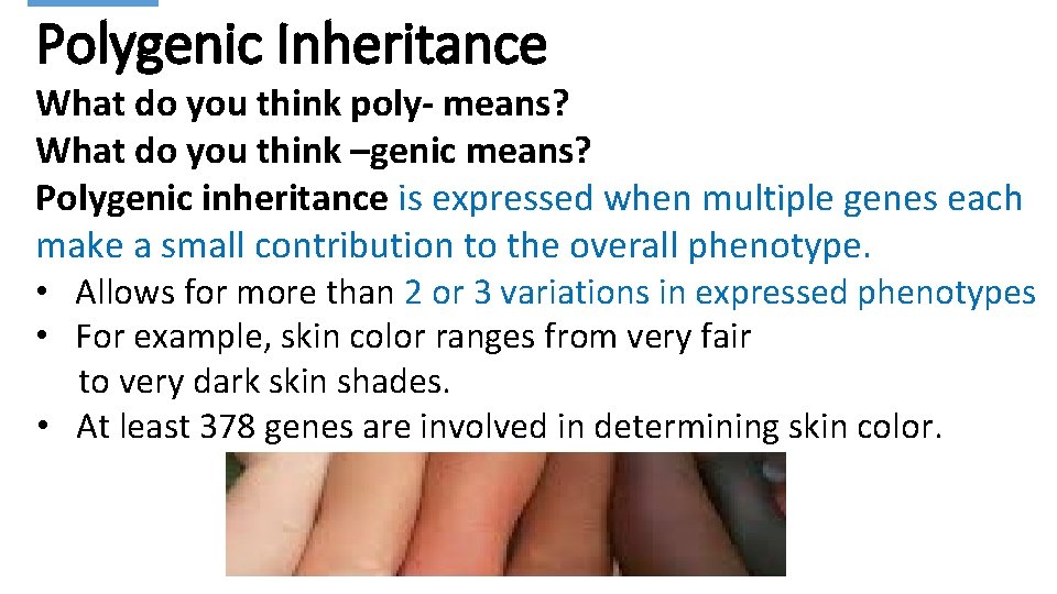 Polygenic Inheritance What do you think poly- means? What do you think –genic means?