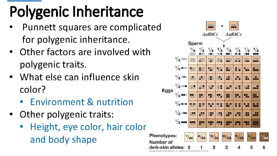 Polygenic Inheritance • Punnett squares are complicated for polygenic inheritance. • Other factors are