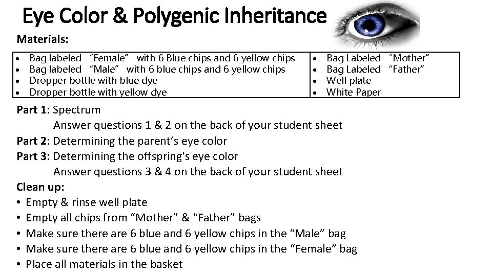 Eye Color & Polygenic Inheritance Materials: Bag labeled “Female” with 6 Blue chips and
