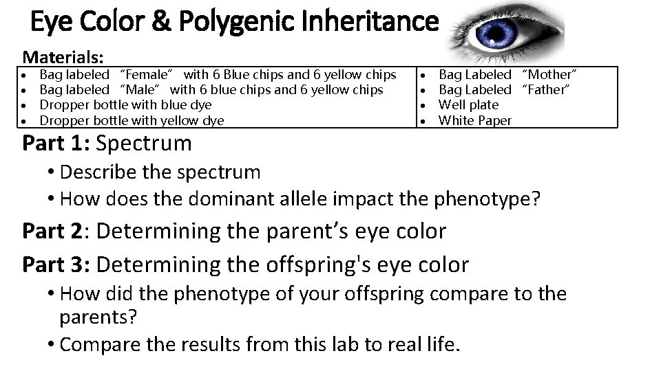 Eye Color & Polygenic Inheritance Materials: Bag labeled “Female” with 6 Blue chips and