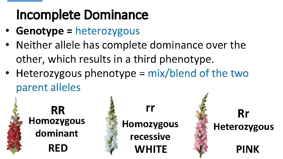 Incomplete Dominance • Genotype = heterozygous • Neither allele has complete dominance over the