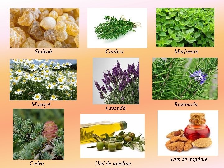 Smirnă Mușețel Cedru Cimbru Lavandă Ulei de măsline Marjoram Rozmarin Ulei de migdale 