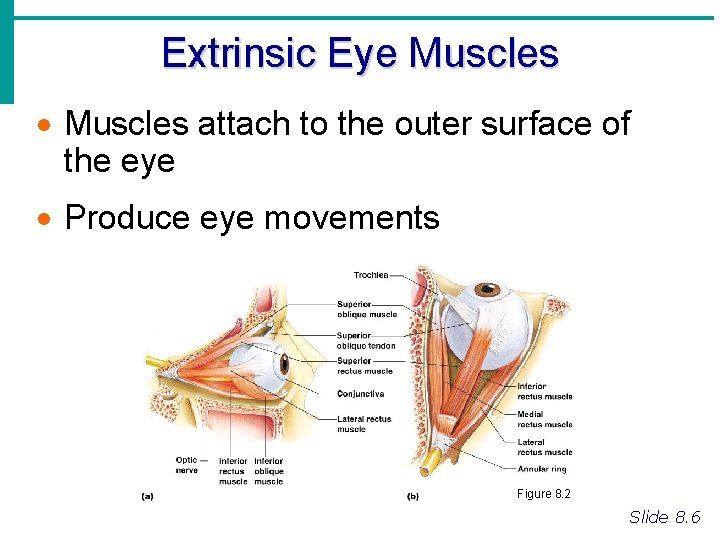 Extrinsic Eye Muscles · Muscles attach to the outer surface of the eye ·