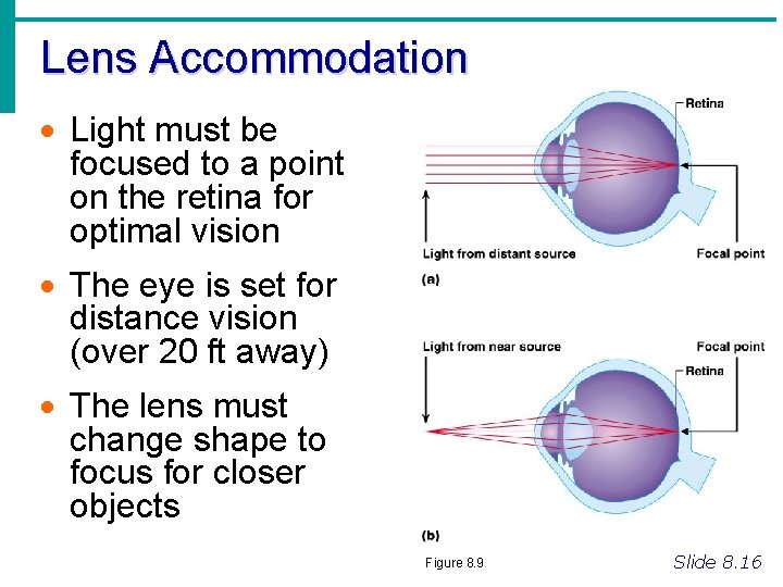 Lens Accommodation · Light must be focused to a point on the retina for