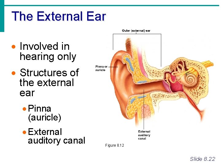 The External Ear · Involved in hearing only · Structures of the external ear