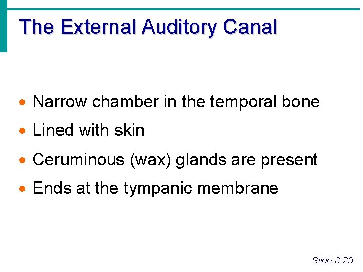 The External Auditory Canal · Narrow chamber in the temporal bone · Lined with