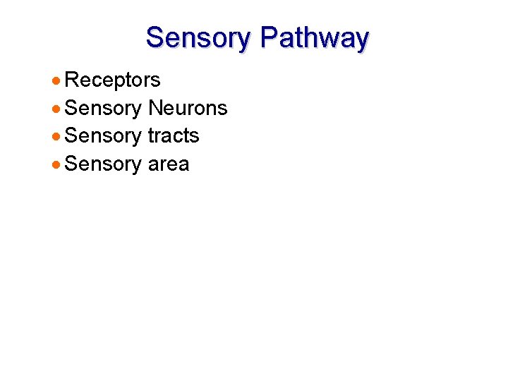 Sensory Pathway · Receptors · Sensory Neurons · Sensory tracts · Sensory area 