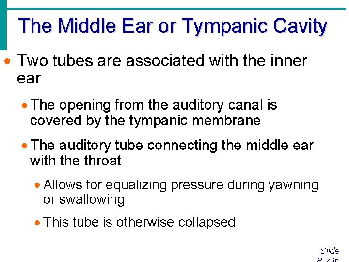 The Middle Ear or Tympanic Cavity · Two tubes are associated with the inner