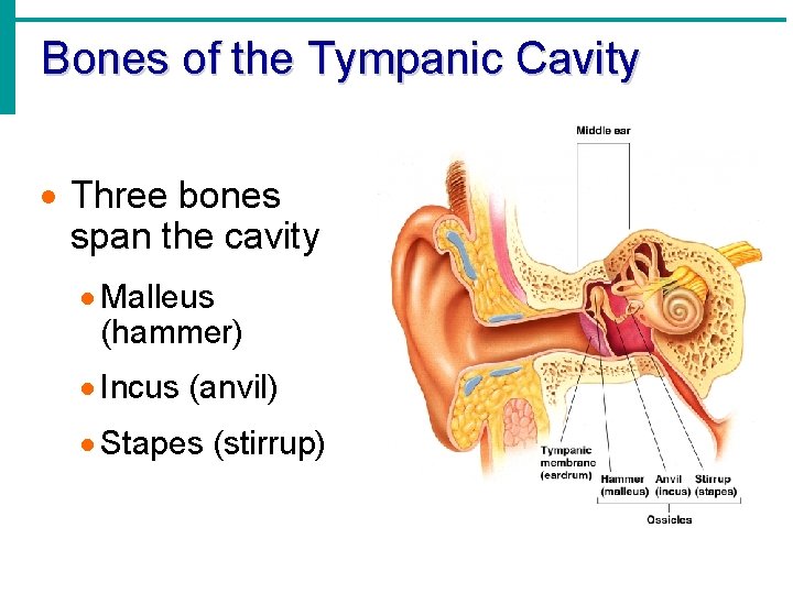 Bones of the Tympanic Cavity · Three bones span the cavity · Malleus (hammer)