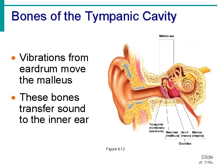 Bones of the Tympanic Cavity · Vibrations from eardrum move the malleus · These