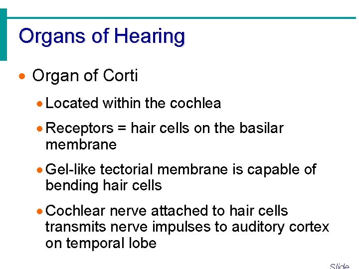 Organs of Hearing · Organ of Corti · Located within the cochlea · Receptors