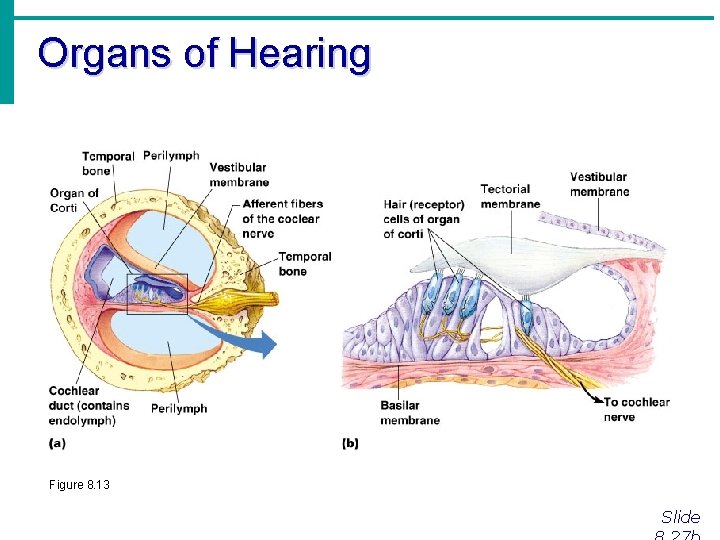 Organs of Hearing Figure 8. 13 Slide 