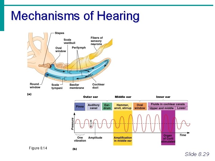 Mechanisms of Hearing Figure 8. 14 Slide 8. 29 