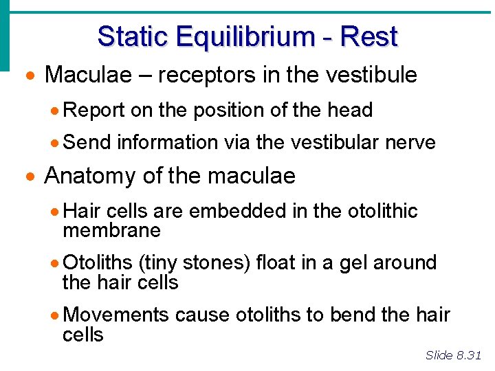 Static Equilibrium - Rest · Maculae – receptors in the vestibule · Report on