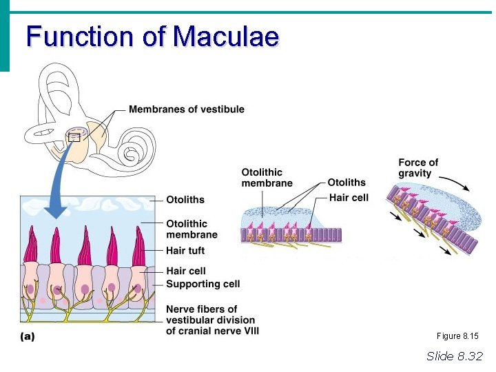 Function of Maculae Figure 8. 15 Slide 8. 32 