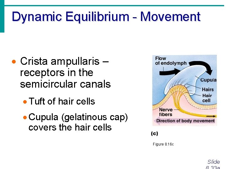 Dynamic Equilibrium - Movement · Crista ampullaris – receptors in the semicircular canals ·