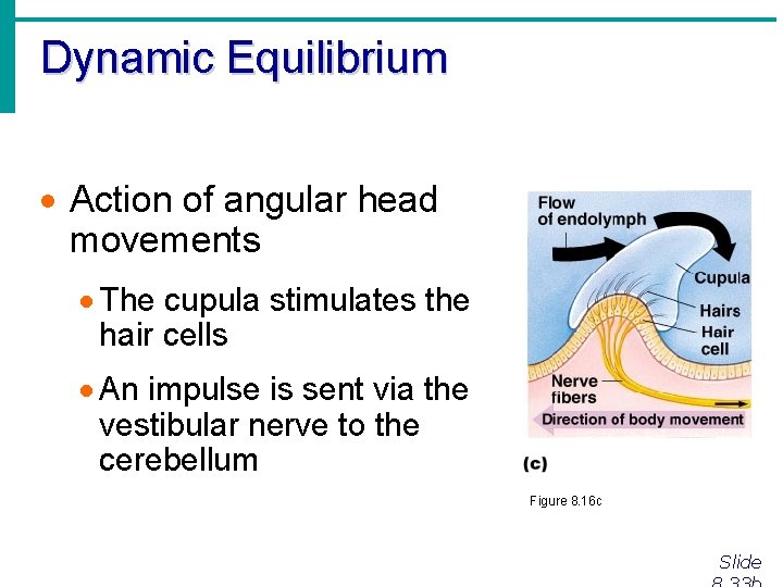 Dynamic Equilibrium · Action of angular head movements · The cupula stimulates the hair