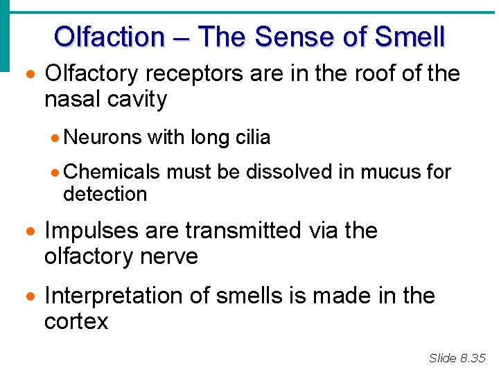 Olfaction – The Sense of Smell · Olfactory receptors are in the roof of