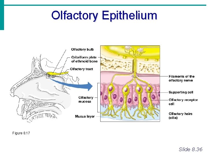 Olfactory Epithelium Figure 8. 17 Slide 8. 36 