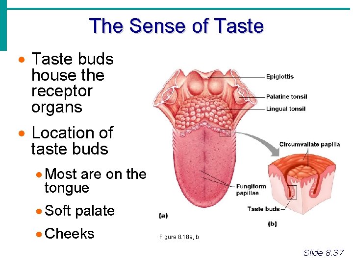 The Sense of Taste · Taste buds house the receptor organs · Location of