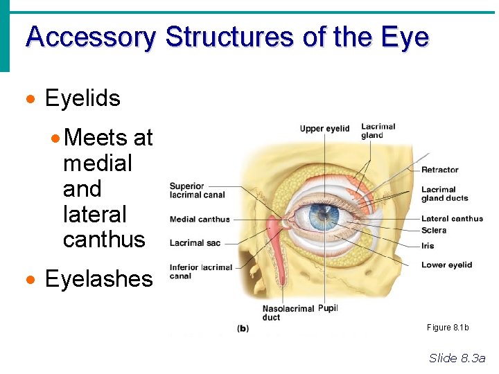 Accessory Structures of the Eye · Eyelids · Meets at medial and lateral canthus