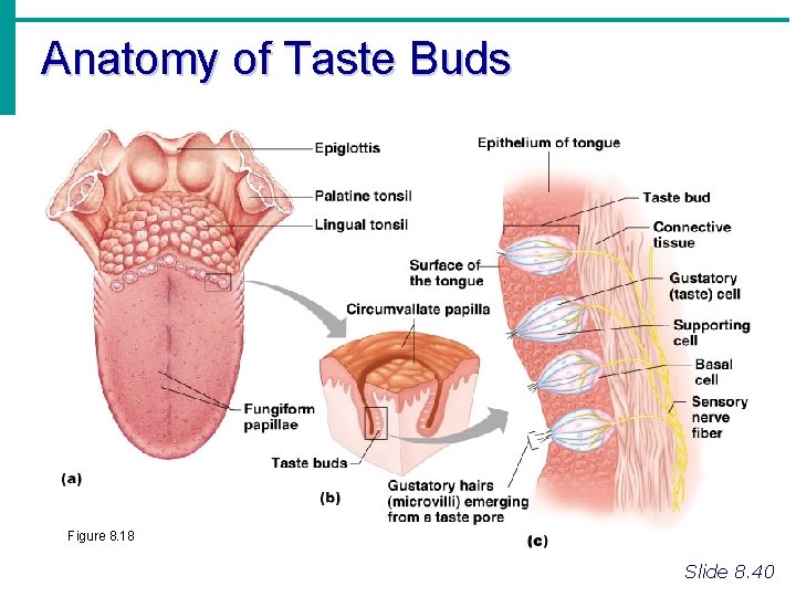 Anatomy of Taste Buds Figure 8. 18 Slide 8. 40 