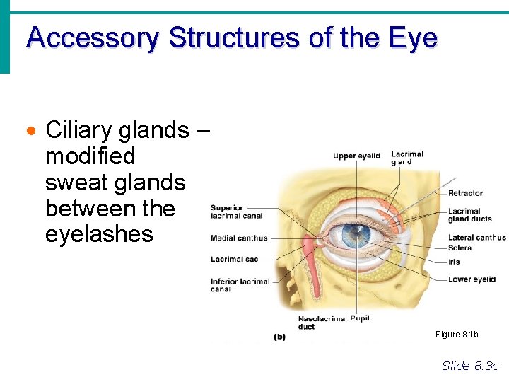 Accessory Structures of the Eye · Ciliary glands – modified sweat glands between the
