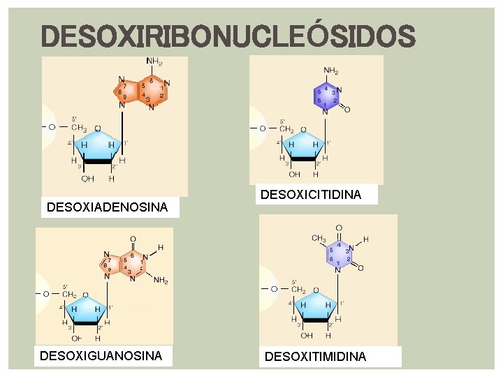 DESOXIRIBONUCLEÓSIDOS DESOXIADENOSINA DESOXIGUANOSINA DESOXICITIDINA DESOXITIMIDINA 