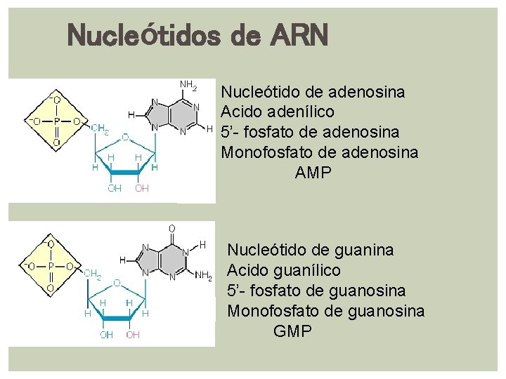 Nucleótidos de ARN Nucleótido de adenosina Acido adenílico 5’- fosfato de adenosina Monofosfato de