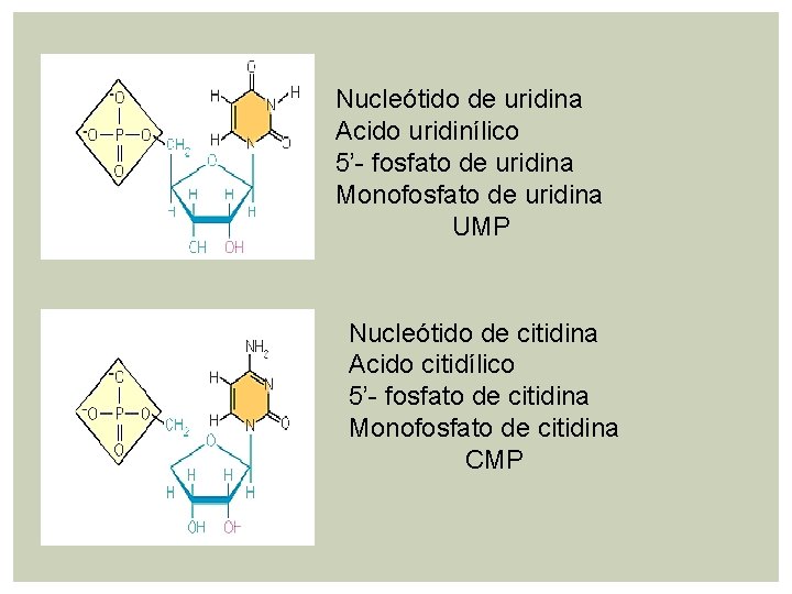 Nucleótido de uridina Acido uridinílico 5’- fosfato de uridina Monofosfato de uridina UMP Nucleótido