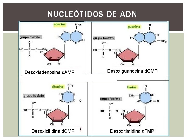 NUCLEÓTIDOS DE ADN Desoxiadenosina d. AMP Desoxicitidina d. CMP Desoxiguanosina d. GMP Desoxitimidina d.