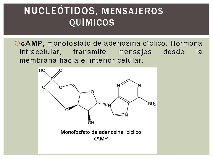 NUCLEÓTIDOS, MENSAJEROS QUÍMICOS c. AMP, monofosfato de adenosina cíclico. Hormona intracelular, transmite mensajes desde