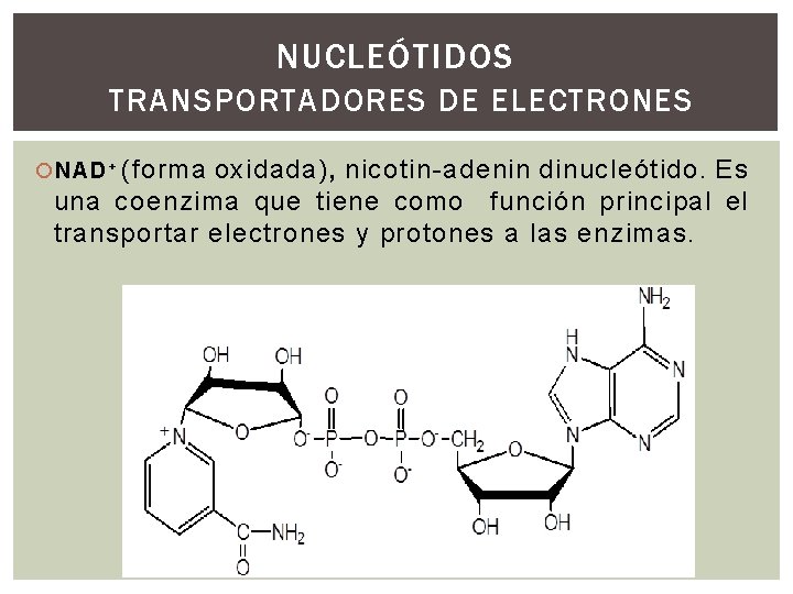 NUCLEÓTIDOS TRANSPORTADORES DE ELECTRONES NAD + (forma oxidada), nicotin-adenin dinucleótido. Es una coenzima que