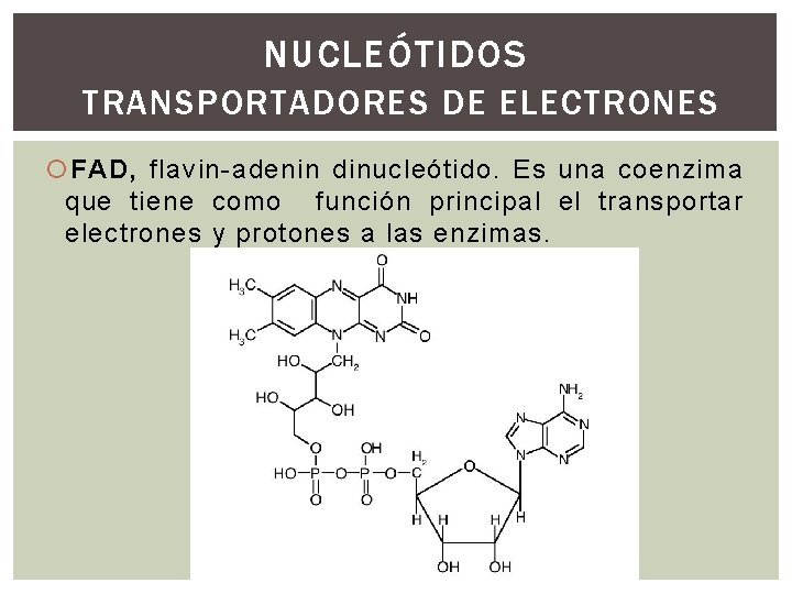 NUCLEÓTIDOS TRANSPORTADORES DE ELECTRONES FAD, flavin-adenin dinucleótido. Es una coenzima que tiene como función