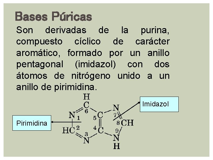 Bases Púricas Son derivadas de la purina, compuesto cíclico de carácter aromático, formado por