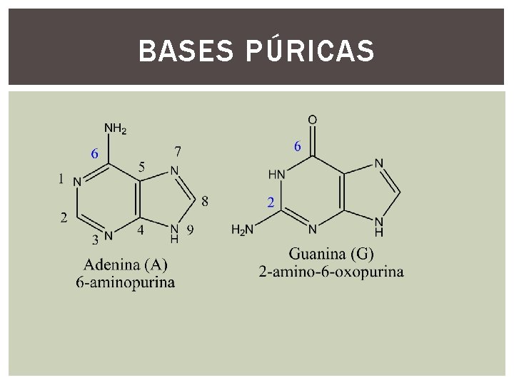 BASES PÚRICAS 